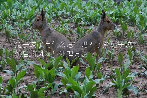 兔子咬了有什么危害吗？了解兔子咬伤后的风险与处理方法