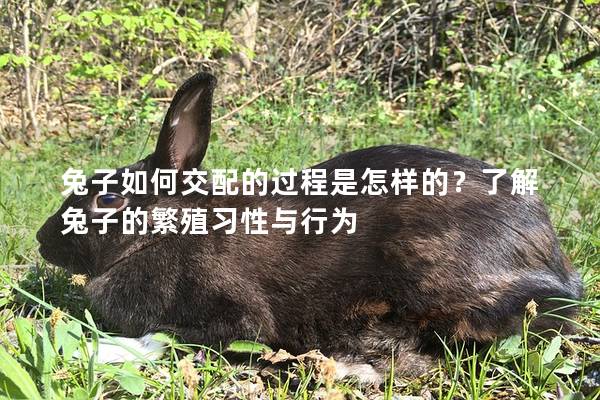兔子如何交配的过程是怎样的？了解兔子的繁殖习性与行为