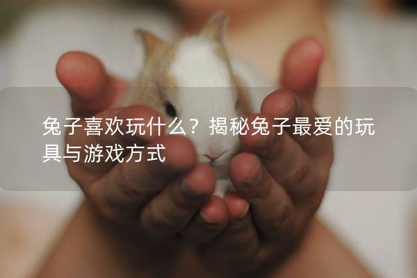 兔子喜欢玩什么？揭秘兔子最爱的玩具与游戏方式