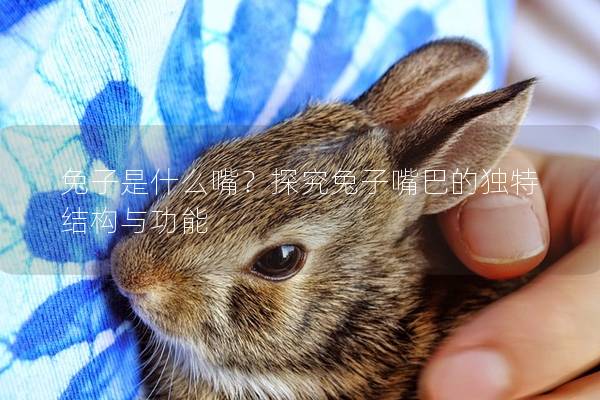 兔子是什么嘴？探究兔子嘴巴的独特结构与功能