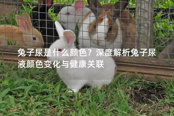 兔子尿是什么颜色？深度解析兔子尿液颜色变化与健康关联