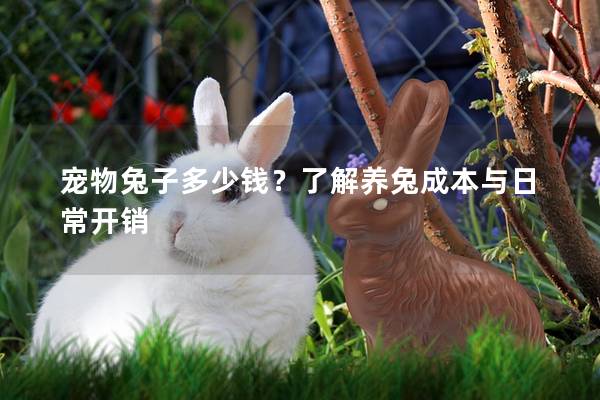 宠物兔子多少钱？了解养兔成本与日常开销