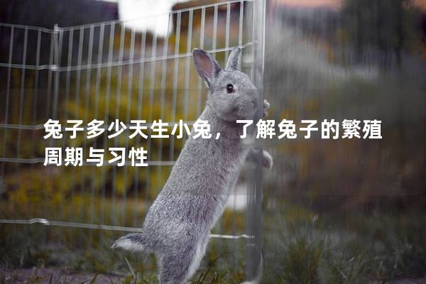 兔子多少天生小兔，了解兔子的繁殖周期与习性