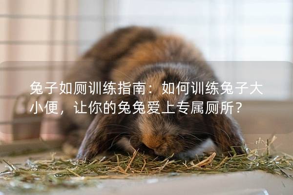 兔子如厕训练指南：如何训练兔子大小便，让你的兔兔爱上专属厕所？