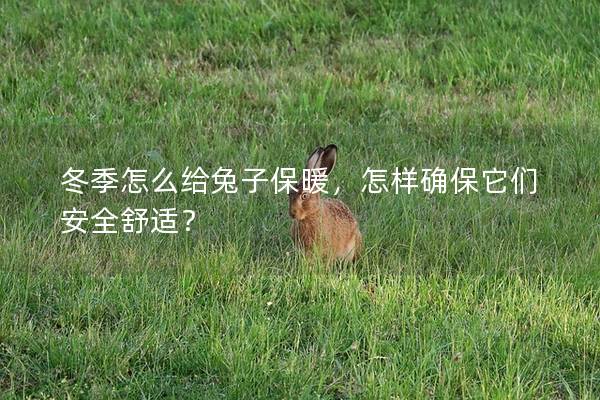 冬季怎么给兔子保暖，怎样确保它们安全舒适？