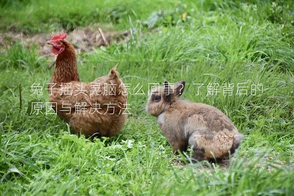 兔子摇头晃脑怎么回事？了解背后的原因与解决方法