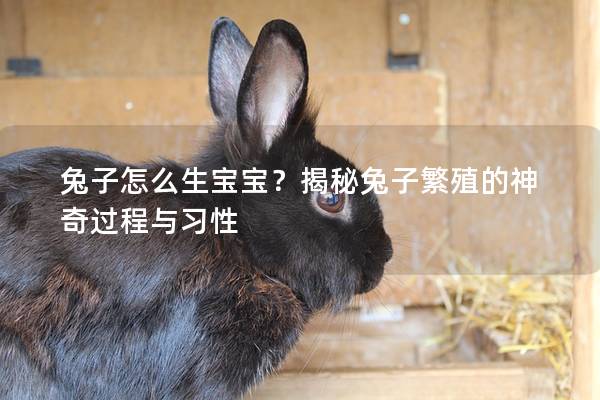 兔子怎么生宝宝？揭秘兔子繁殖的神奇过程与习性