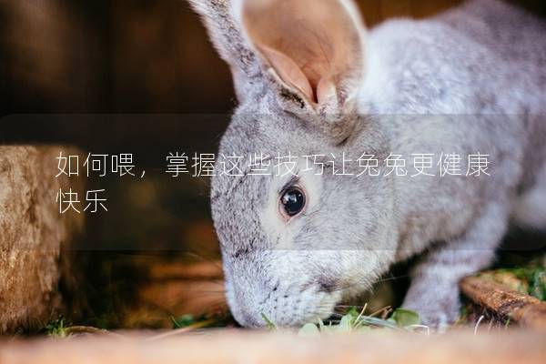 如何喂，掌握这些技巧让兔兔更健康快乐