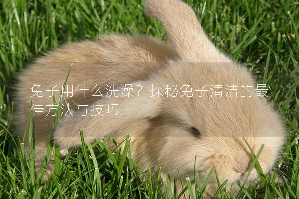 兔子用什么洗澡？探秘兔子清洁的最佳方法与技巧
