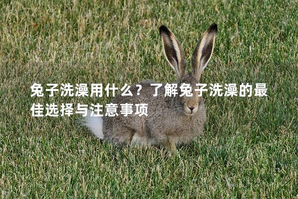 兔子洗澡用什么？了解兔子洗澡的最佳选择与注意事项