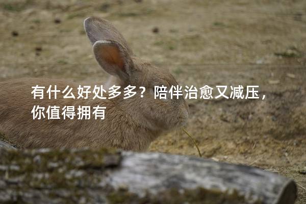 有什么好处多多？陪伴治愈又减压，你值得拥有