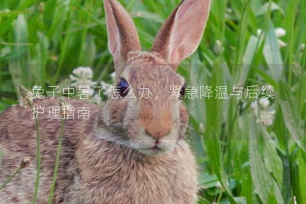 兔子中暑了怎么办，紧急降温与后续护理指南