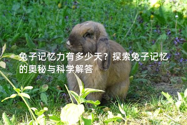 兔子记忆力有多少天？探索兔子记忆的奥秘与科学解答