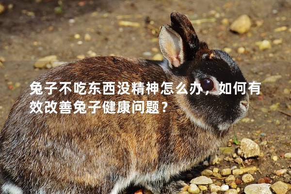 兔子不吃东西没精神怎么办，如何有效改善兔子健康问题？