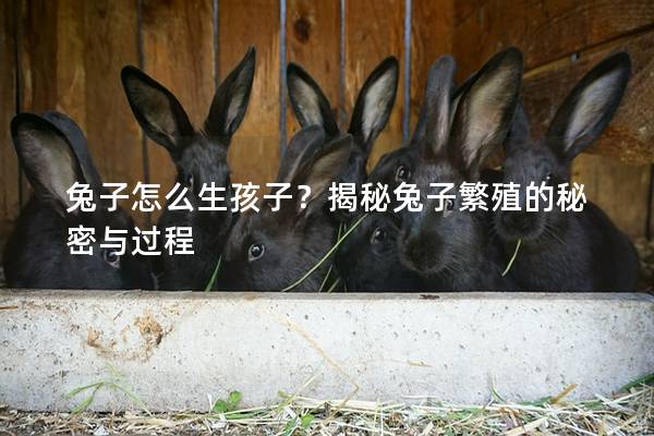 兔子怎么生孩子？揭秘兔子繁殖的秘密与过程
