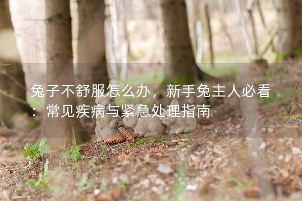 兔子不舒服怎么办，新手兔主人必看：常见疾病与紧急处理指南