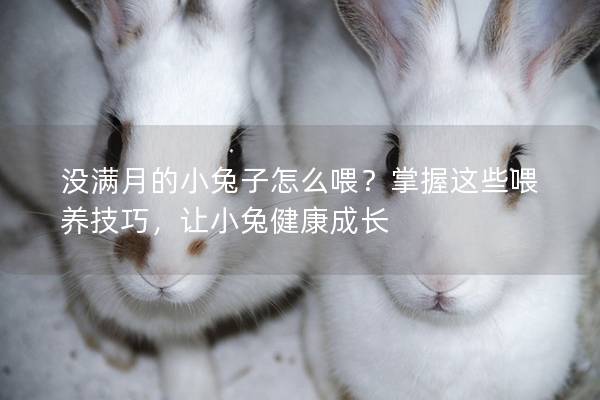 没满月的小兔子怎么喂？掌握这些喂养技巧，让小兔健康成长