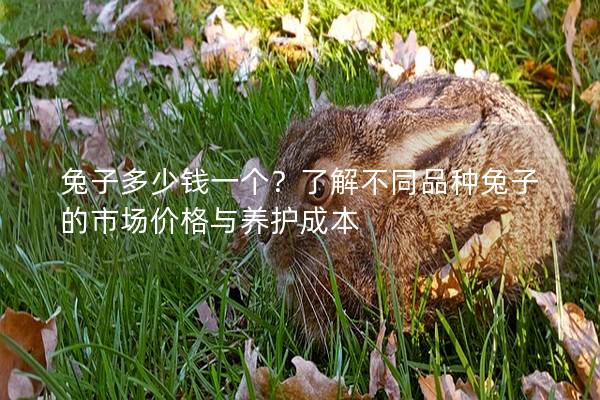 兔子多少钱一个？了解不同品种兔子的市场价格与养护成本