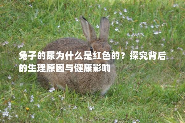 兔子的尿为什么是红色的？探究背后的生理原因与健康影响