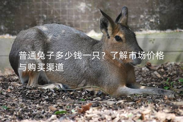 普通兔子多少钱一只？了解市场价格与购买渠道