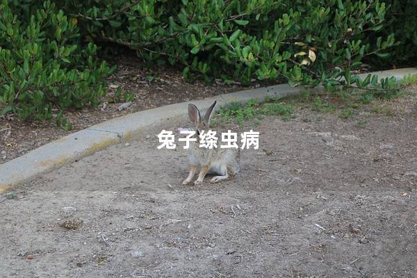 兔子绦虫病
