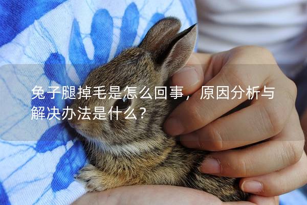 兔子腿掉毛是怎么回事，原因分析与解决办法是什么？