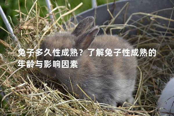 兔子多久性成熟？了解兔子性成熟的年龄与影响因素