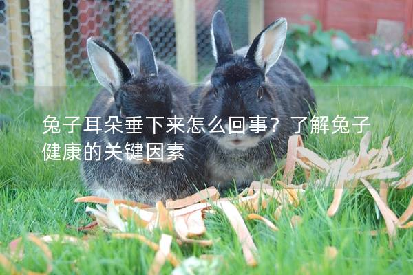 兔子耳朵垂下来怎么回事？了解兔子健康的关键因素