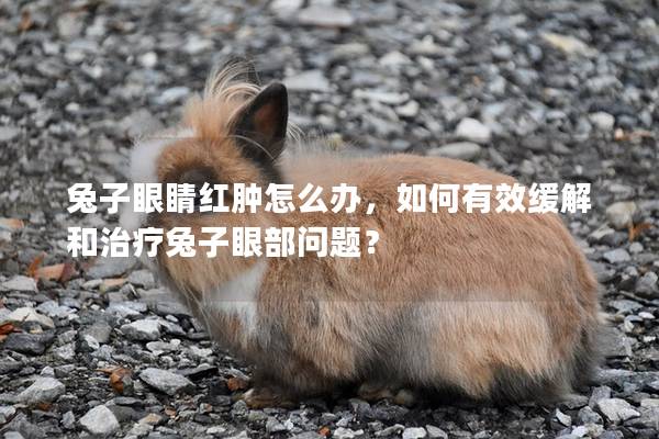 兔子眼睛红肿怎么办，如何有效缓解和治疗兔子眼部问题？
