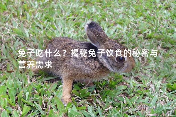 兔子吃什么？揭秘兔子饮食的秘密与营养需求