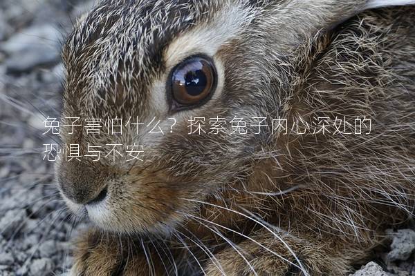 兔子害怕什么？探索兔子内心深处的恐惧与不安