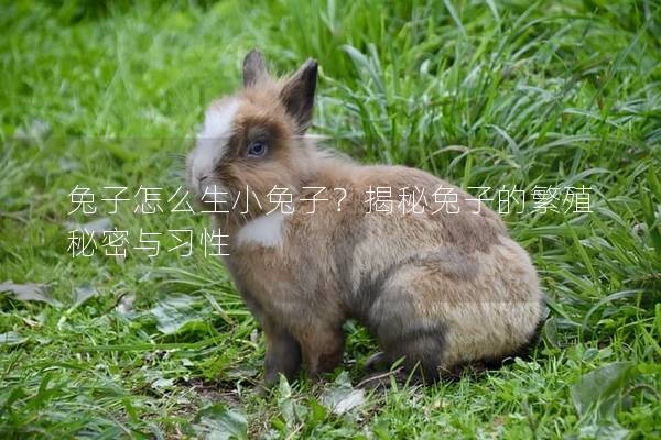 兔子怎么生小兔子？揭秘兔子的繁殖秘密与习性