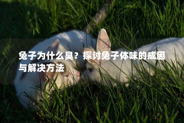 兔子为什么臭？探讨兔子体味的成因与解决方法
