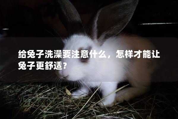 给兔子洗澡要注意什么，怎样才能让兔子更舒适？