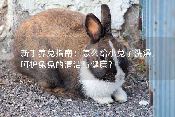 新手养兔指南：怎么给小兔子洗澡,呵护兔兔的清洁与健康？