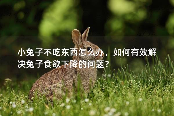 小兔子不吃东西怎么办，如何有效解决兔子食欲下降的问题？