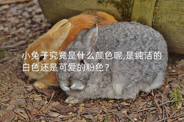 小兔子究竟是什么颜色呢,是纯洁的白色还是可爱的粉色？