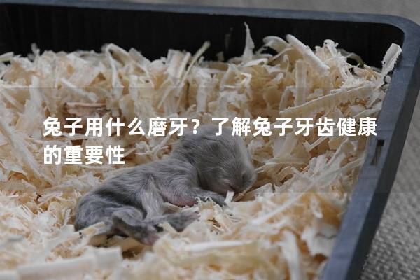 兔子用什么磨牙？了解兔子牙齿健康的重要性