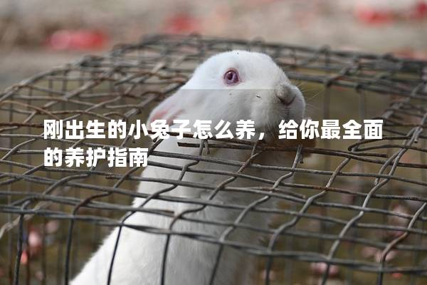 刚出生的小兔子怎么养，给你最全面的养护指南