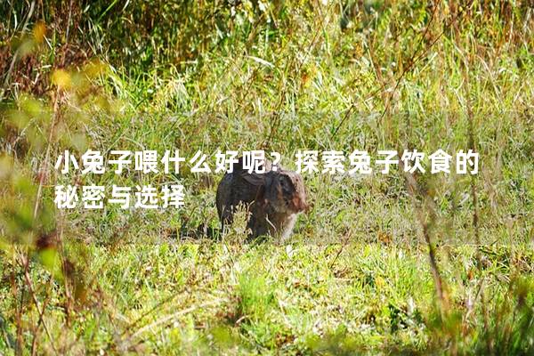小兔子喂什么好呢？探索兔子饮食的秘密与选择