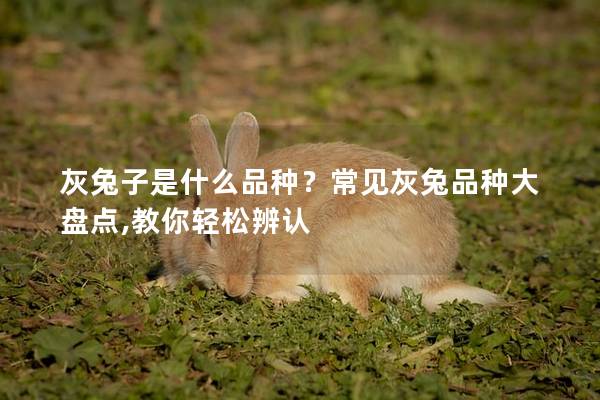 灰兔子是什么品种？常见灰兔品种大盘点,教你轻松辨认