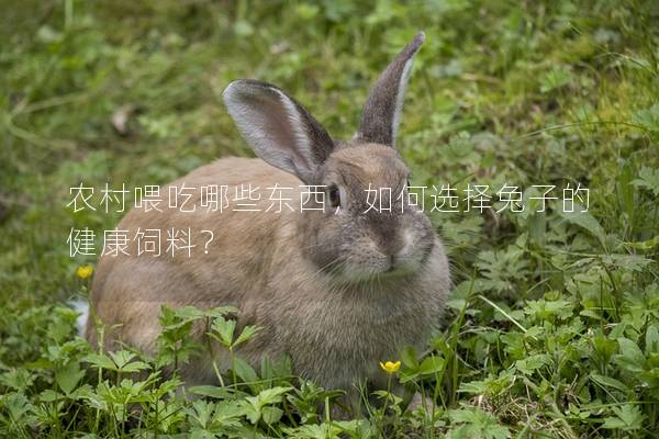 农村喂吃哪些东西，如何选择兔子的健康饲料？