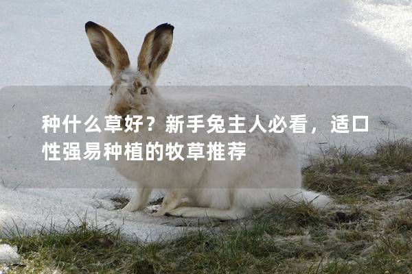 种什么草好？新手兔主人必看，适口性强易种植的牧草推荐