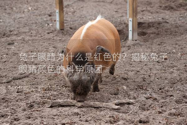 兔子眼睛为什么是红色的？揭秘兔子眼睛颜色的科学原因
