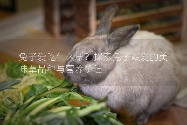 兔子爱吃什么草？探索兔子最爱的美味草品种与营养价值