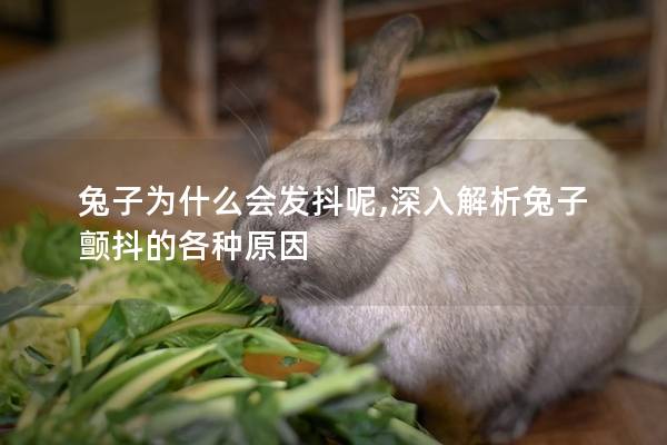 兔子为什么会发抖呢,深入解析兔子颤抖的各种原因