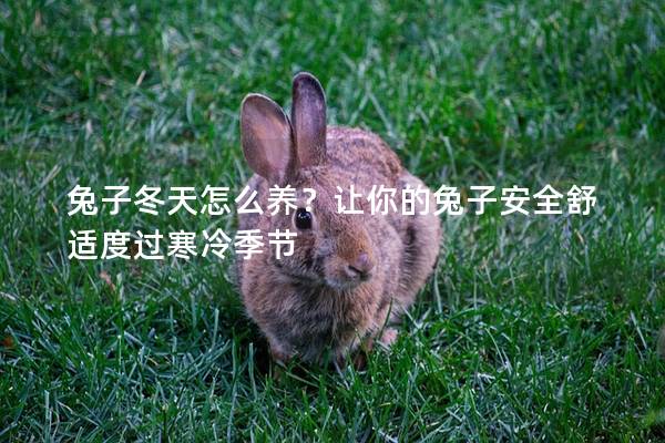 兔子冬天怎么养？让你的兔子安全舒适度过寒冷季节