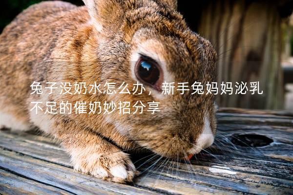 兔子没奶水怎么办，新手兔妈妈泌乳不足的催奶妙招分享