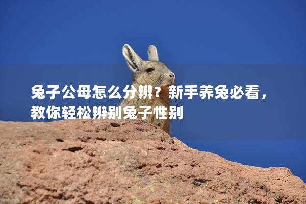 兔子公母怎么分辨？新手养兔必看，教你轻松辨别兔子性别