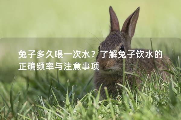 兔子多久喂一次水？了解兔子饮水的正确频率与注意事项